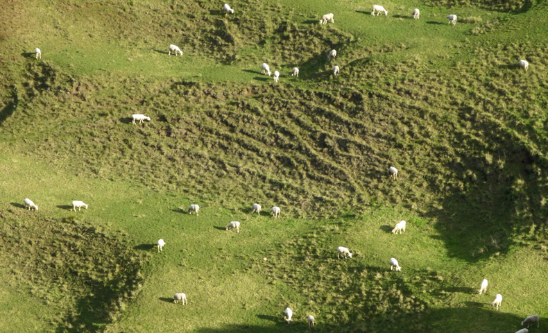Livestock Monitoring
